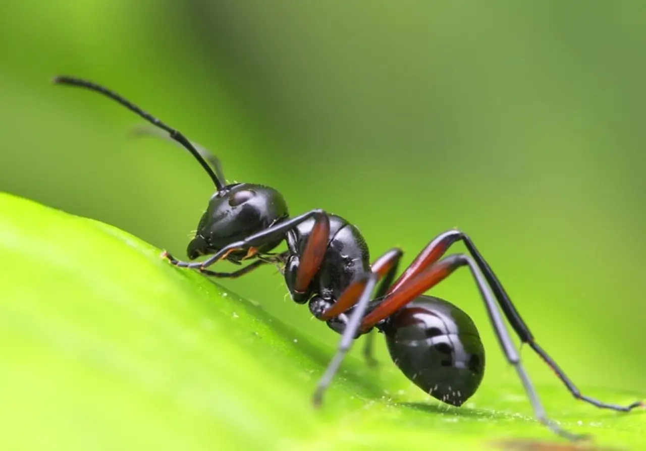 Il rimedio naturale per tenere lontane le formiche dai vasi Il rimedio naturale per tenere lontane le formiche dai vasi