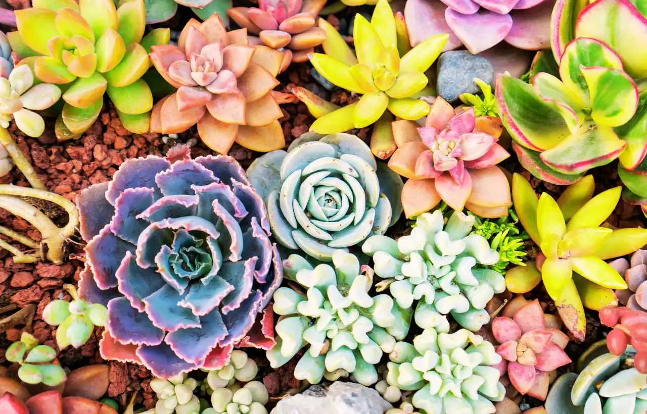 Come creare un angolo verde in casa scegliendo piante a bassa manutenzione Come creare un angolo verde in casa scegliendo piante a bassa manutenzione
