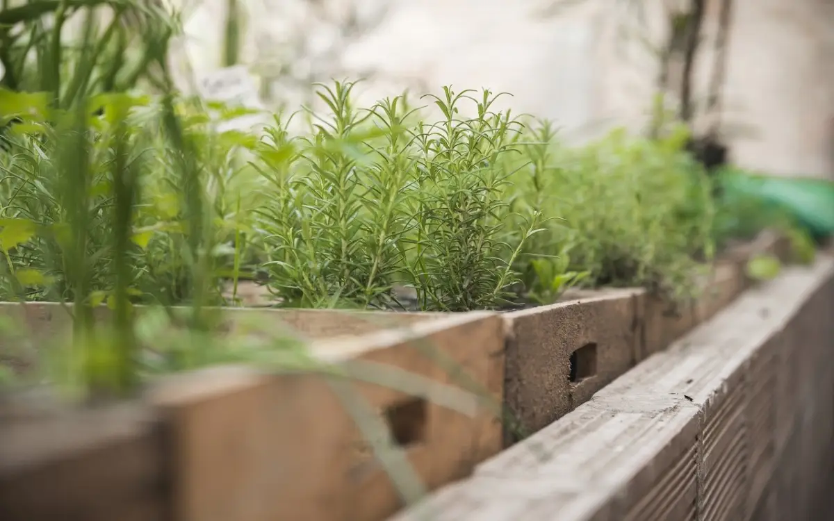 Come realizzare un orto urbano anche senza giardino Come realizzare un orto urbano anche senza giardino
